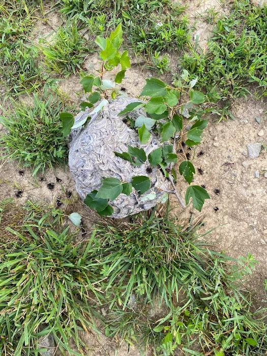 Absolute Pest Management LLC Picture 10