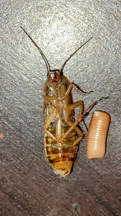 Absolute Pest Management LLC Picture 6