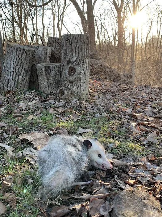 ARC Animal Removal & Control Picture 5