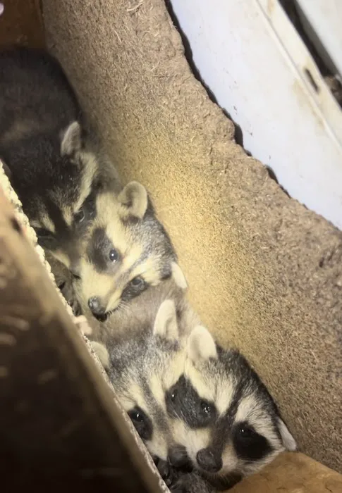 ARC Animal Removal & Control Picture 1