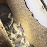 ARC Animal Removal & Control