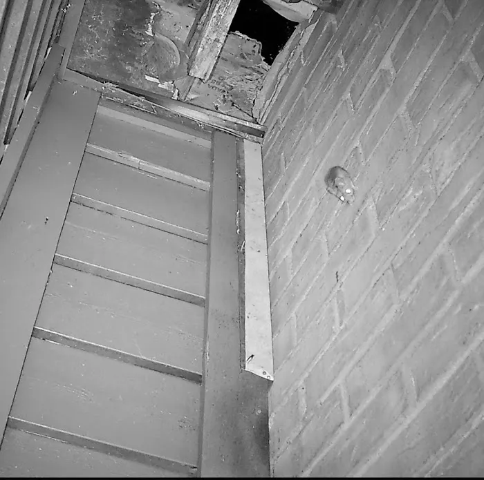 Schindler Wildlife Solutions LLC Picture 9