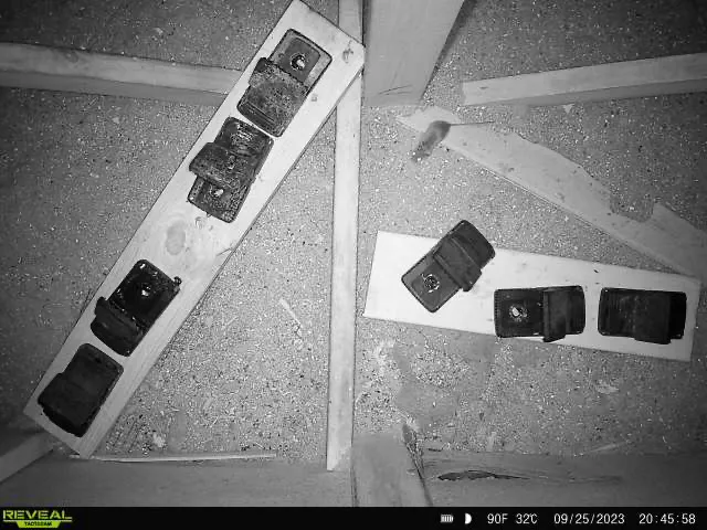 Schindler Wildlife Solutions LLC Picture 7