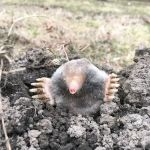 Schindler Wildlife Solutions LLC