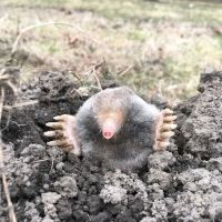 Schindler Wildlife Solutions LLC ico
