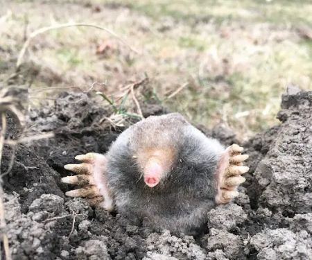 Schindler Wildlife Solutions LLC