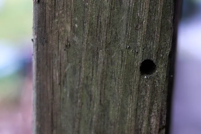 Pest Assassin Picture 1