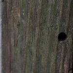 Pest Assassin