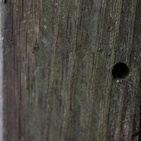 Pest Assassin ico