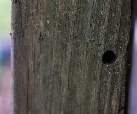 Pest Assassin