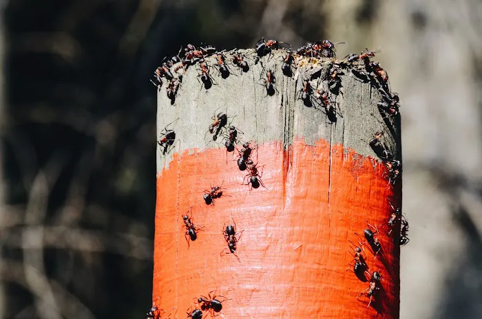 Total Care Pest Control Picture 1