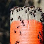 Total Care Pest Control