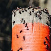 Total Care Pest Control ico