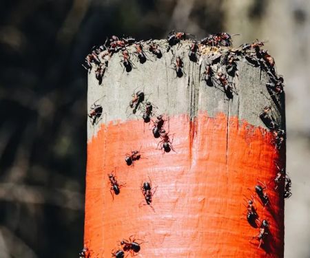 Total Care Pest Control