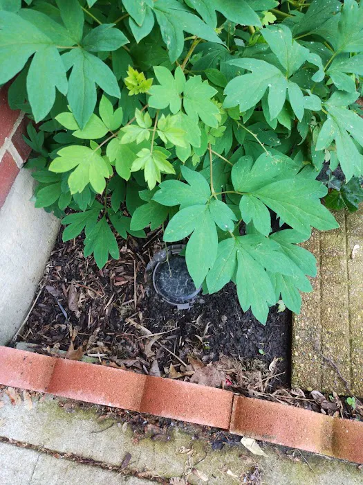 Moxie Pest Control Picture 6