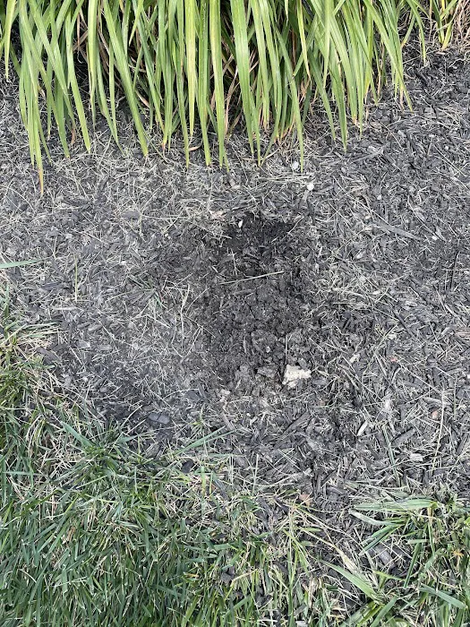 Moxie Pest Control Picture 3