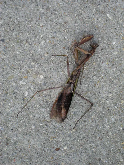 Moxie Pest Control Picture 4