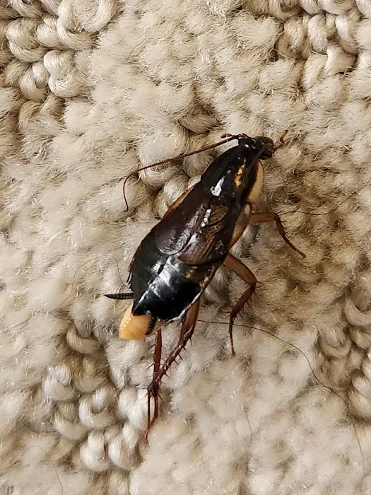 Moxie Pest Control Picture 2