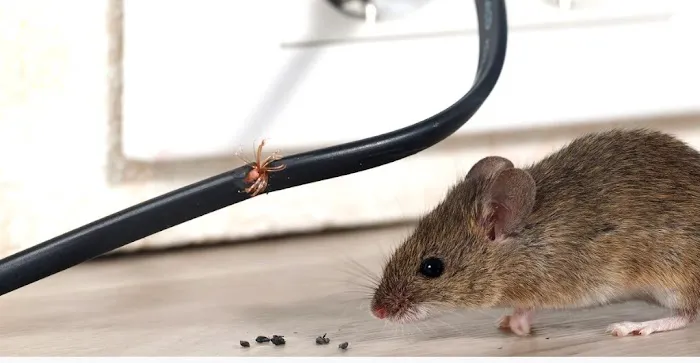 A-L-S Pest Control / Middletown Oh Picture 2