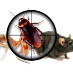 A-L-S Pest Control / Middletown Oh