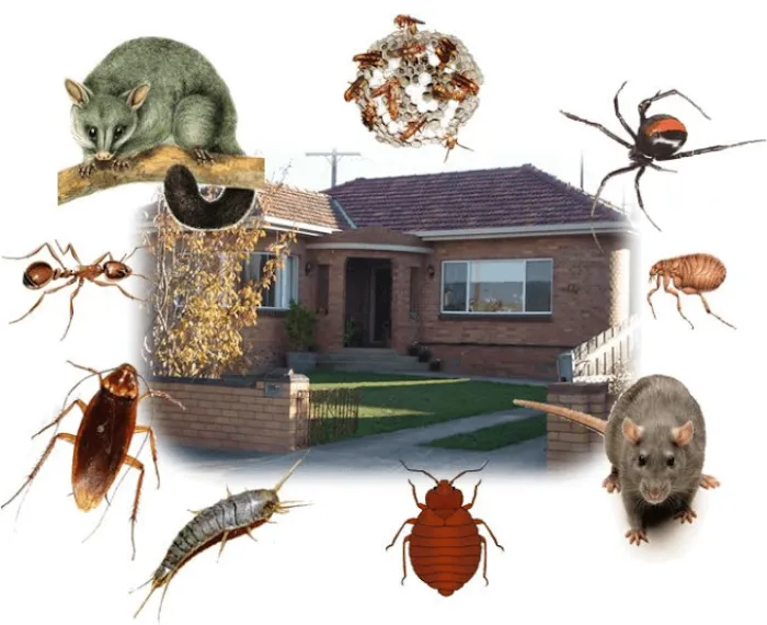 A-L-S Pest Control / Middletown Oh Picture 7