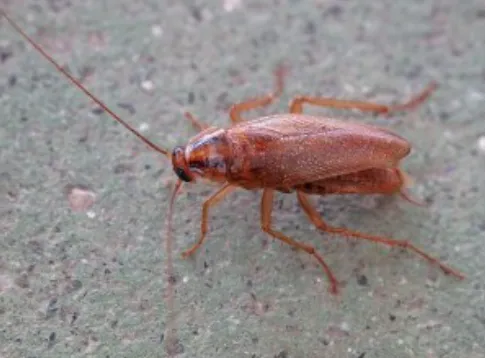 Merlin's Pest Control Picture 7