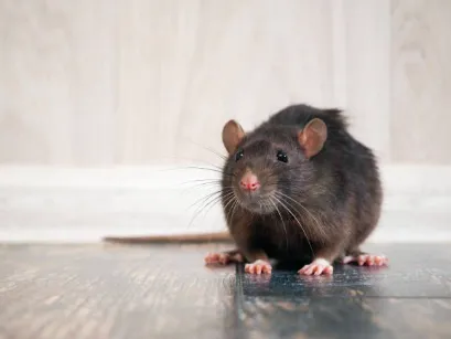 Merlin's Pest Control Picture 4