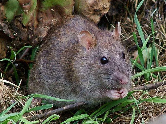 Merlin's Pest Control Picture 10