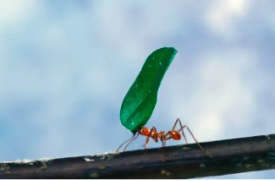 Merlin's Pest Control Picture 1