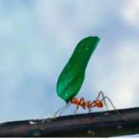 Merlin's Pest Control ico