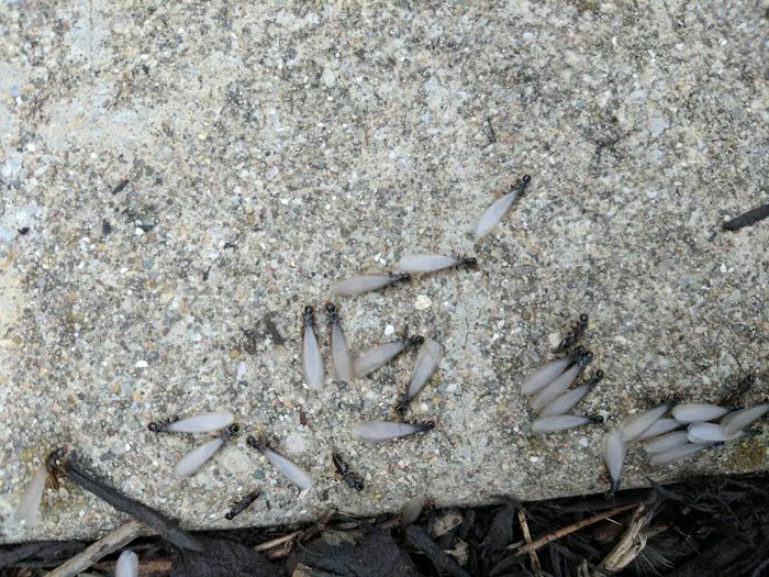 Rich's Pest Control Picture 4