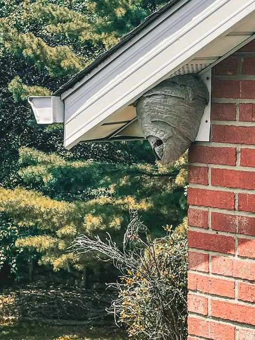 Rich's Pest Control Picture 7