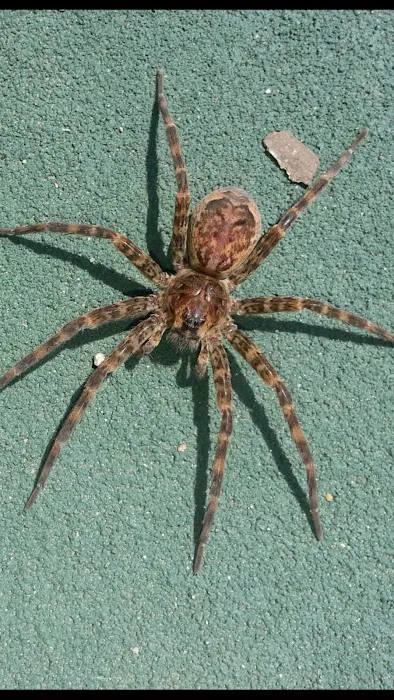 Rich's Pest Control Picture 9