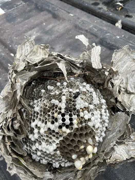 Rich's Pest Control Picture 6