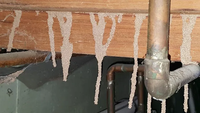 First Rate Pest Control Picture 4