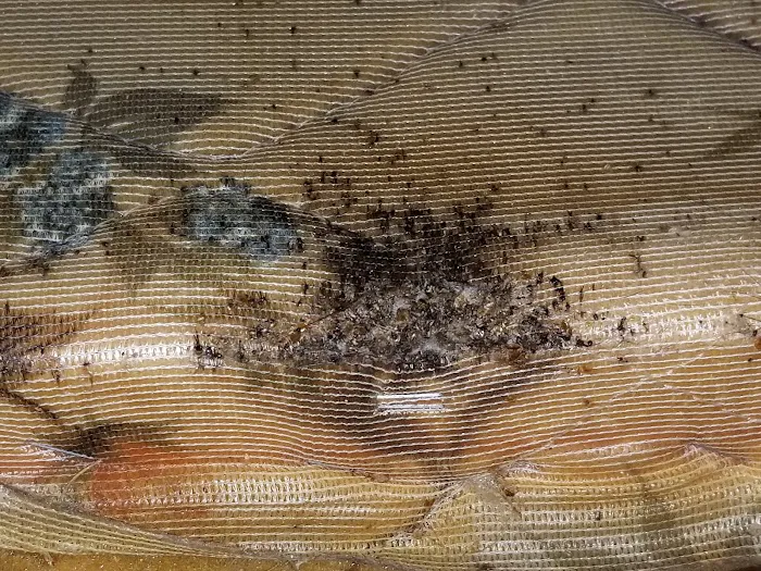 Empire Termite & Pest Control Picture 5