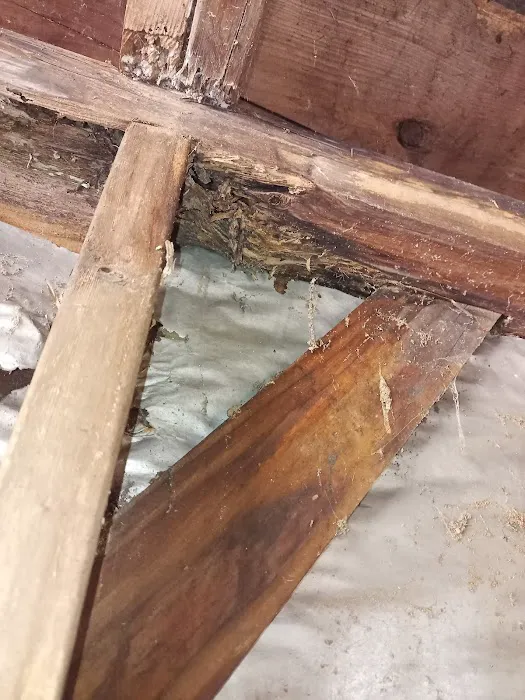 Empire Termite & Pest Control Picture 3