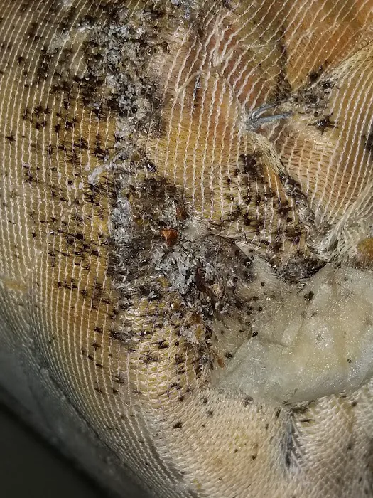 Empire Termite & Pest Control Picture 4