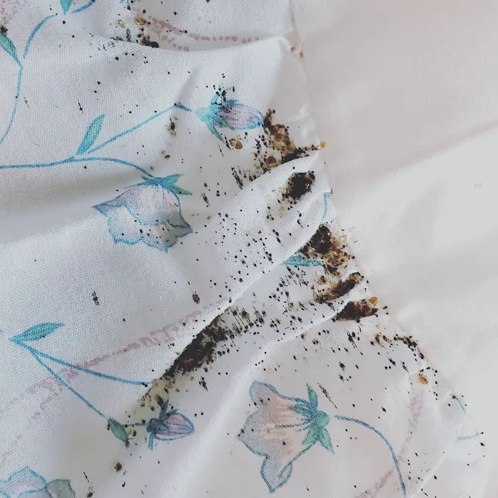 Bed Bug Solutions Picture 10