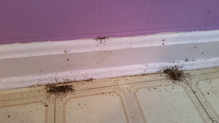Bed Bug Solutions Picture 1