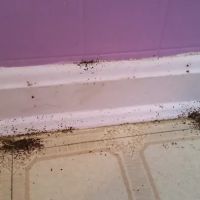 Bed Bug Solutions ico