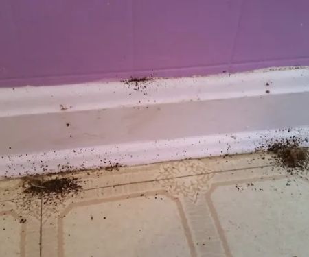 Bed Bug Solutions