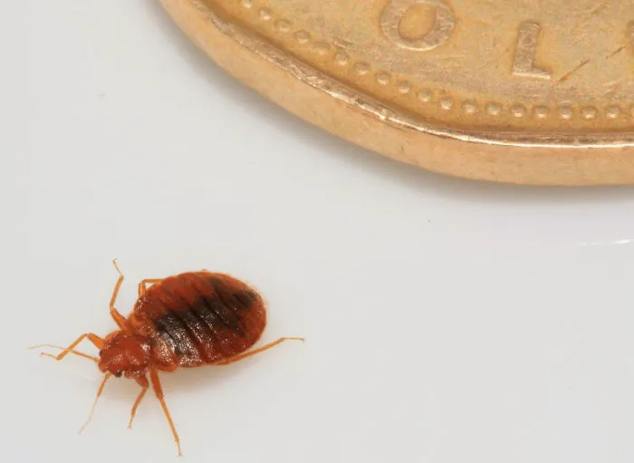 Bed Bug Solutions Picture 3