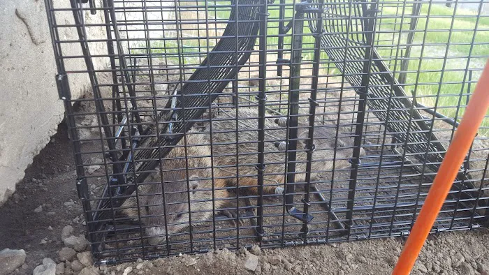 Mole Control LLC Picture 8