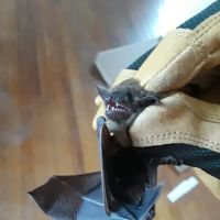 Mole Control LLC ico