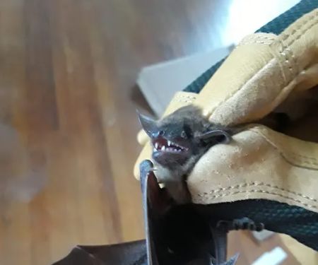Mole Control LLC