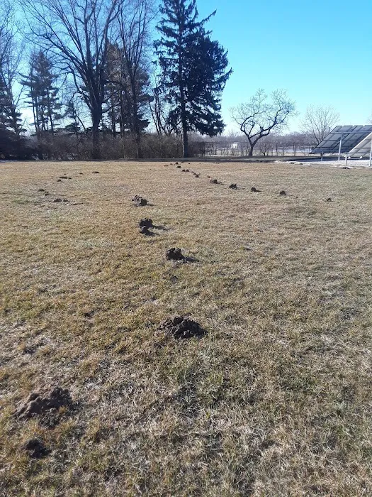 Mole Control LLC Picture 2
