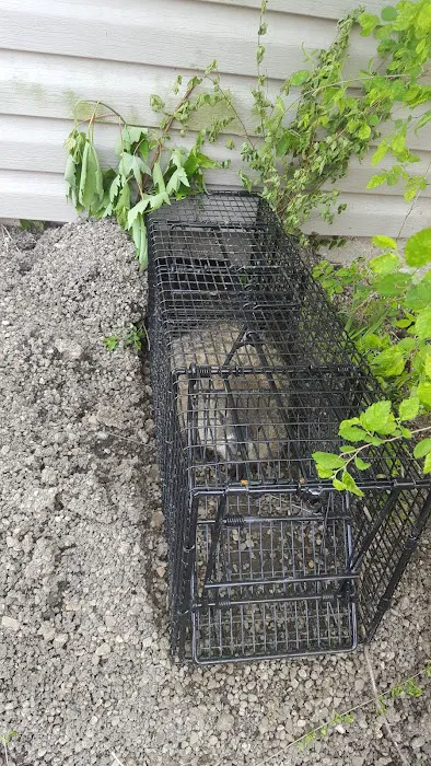 Mole Control LLC Picture 10