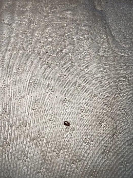 Bed Bug Specialist Picture 3
