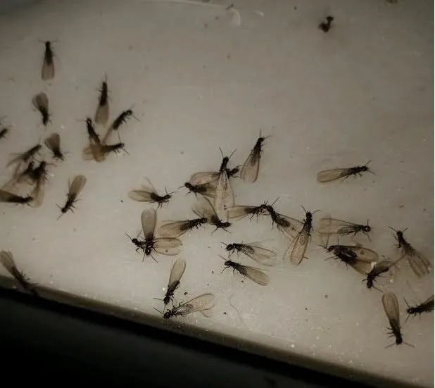 Mantis Exterminating Picture 1